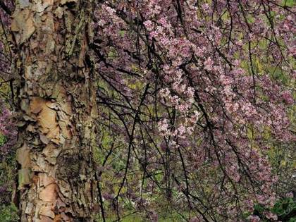 Cherry blossom in Shillong