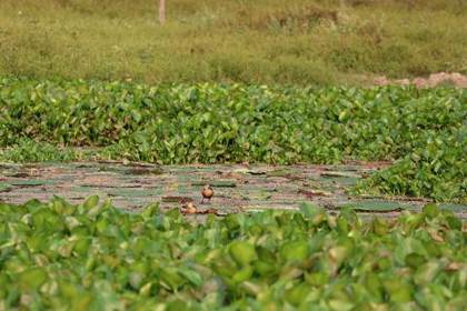 Whistling ducks among the water hyacinth