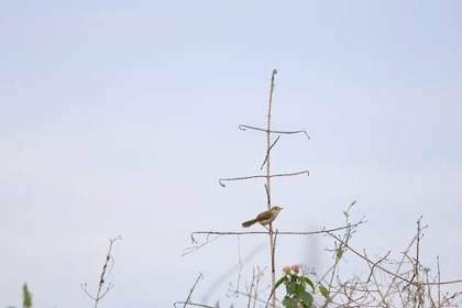 A prinia at Deepor Beel