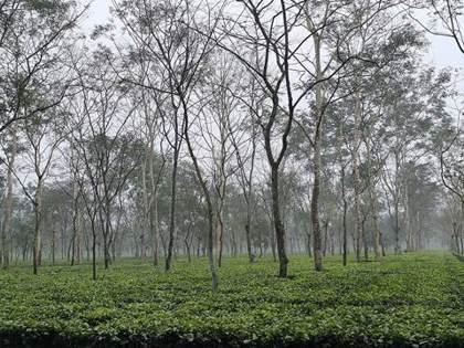 A tea garden near Dibrugarh