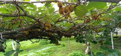 A kiwi orchard in the Dirang valley