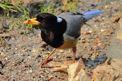 A yellow-billed blue magpie at Tshoka