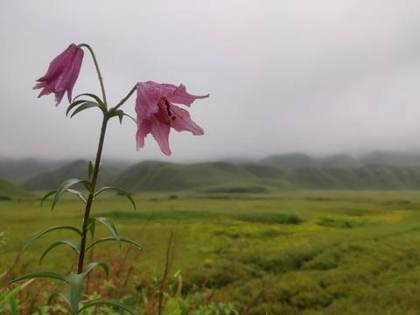 The Dzukou lily
