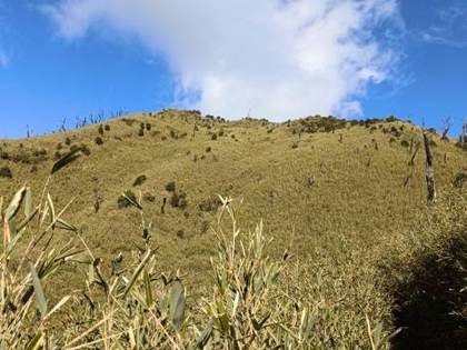Dwarf bamboo on the valley slopes