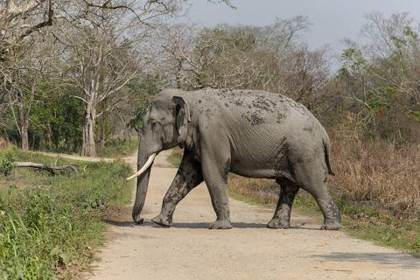An elephant crosses a safari track in Kaziranga