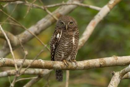 Asian barred owlet, Kaziranga