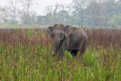 A wild elephant in the tall grass