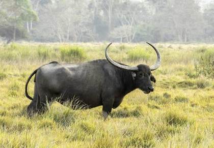 Wild water buffalo, Kaziranga