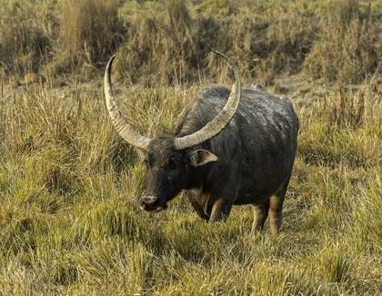 Wild water buffalo grazing the grassland