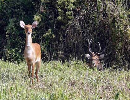 The sangai, Manipur's brow-antlered deer (photographed at Imphal's zoological garden)