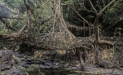 A living root bridge in Meghalaya