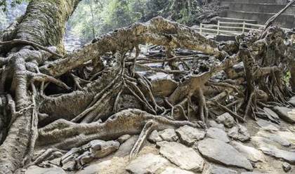 The woven roots up close