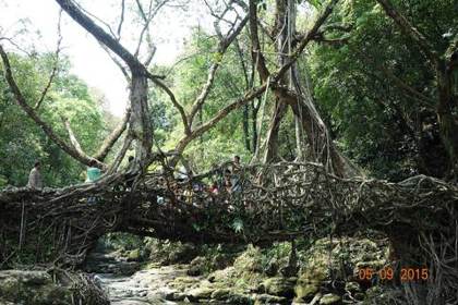 Crossing a living root bridge