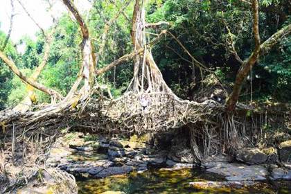 The root bridge near Mawlynnong
