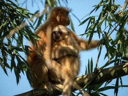 A golden langur with her young, near Manas