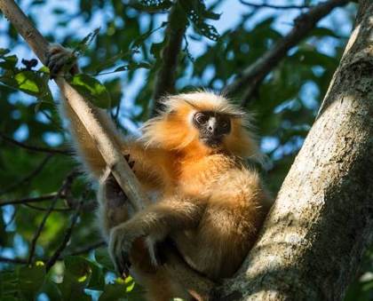 Golden langur, near Manas National Park