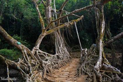 The living root bridge near Mawlynnong