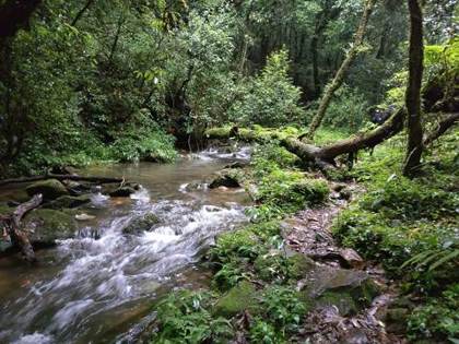 A stream inside the sacred grove