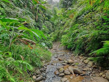 A forest stream in Namdapha