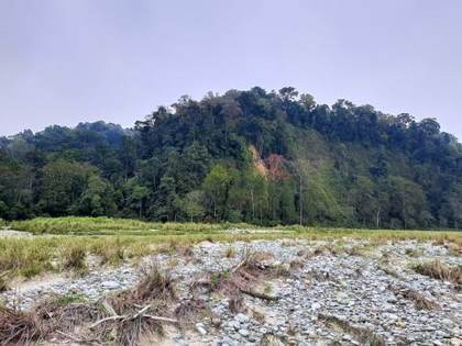 Forest and riverbed at Namdapha