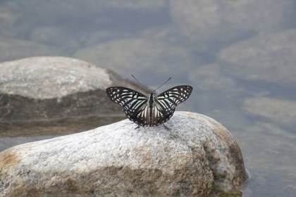 A butterfly basking on a river rock, Namdapha