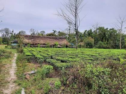 A tea garden on the edge of Namdapha, near Miao