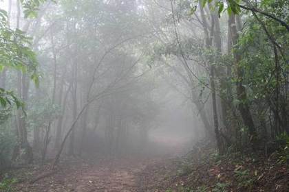 A misty forest path at Daribokgre, towards Nokrek