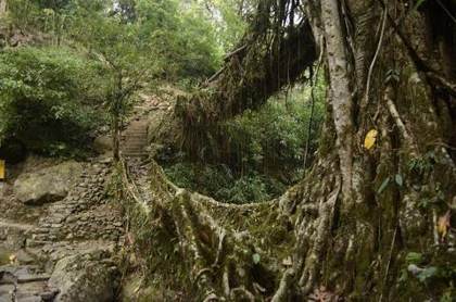 A root bridge on the way to Nongriat