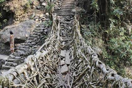 Steps down to a living root bridge