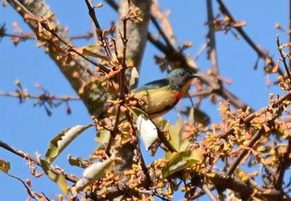 A fire-breasted flowerpecker in Phawngpui National Park