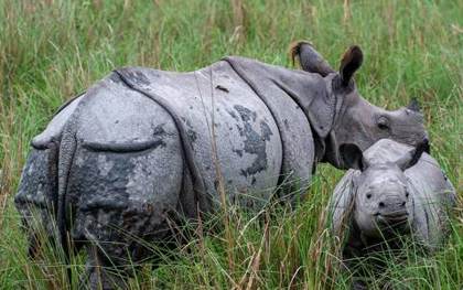 A rhino and her calf at Pobitora
