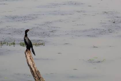Little cormorant on the Pobitora wetland