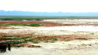 The Pobitora wetland