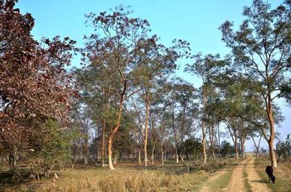 Pobitora in winter