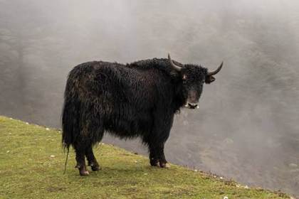 A yak near the Jaswant Garh war memorial