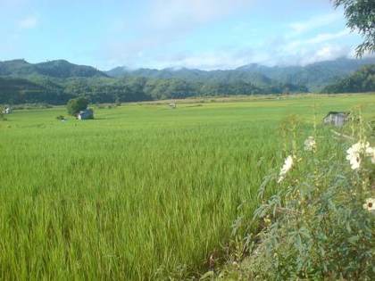 Paddy fields at Zawlpui, Serchhip