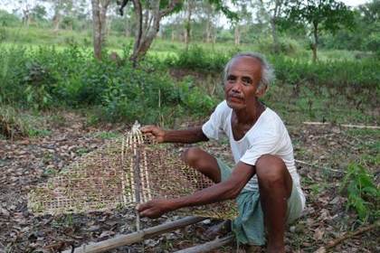 A muga rearer moves silkworms between trees on a bamboo tray