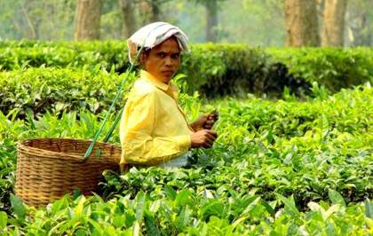 Plucking tea in an Assam garden