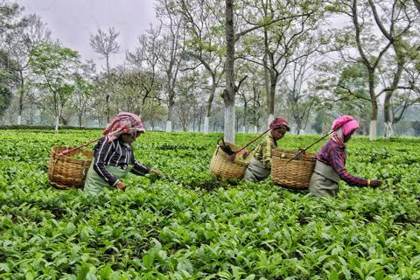 Pluckers moving through an Assam estate
