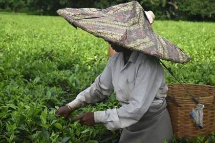 A plucker under a wide bamboo hat