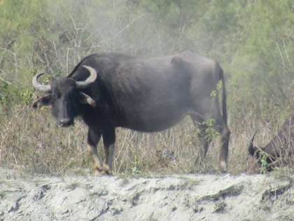 Wild water buffalo at Dibru-Saikhowa