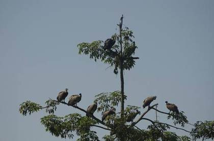 White-rumped vultures at roost near Tinsukia