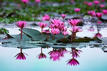 Water lilies on Maguri Motapung Beel