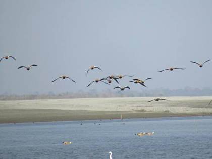 Ducks in flight over Dibru-Saikhowa