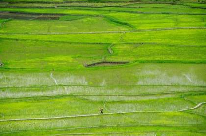 The Apatani paddy fields