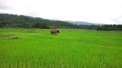 Paddy fields, Ziro