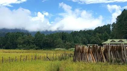 Bamboo fencing at the Ziro music festival ground