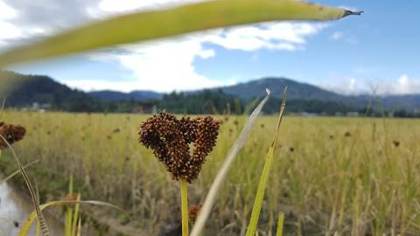 Millet ripening in the Ziro fields