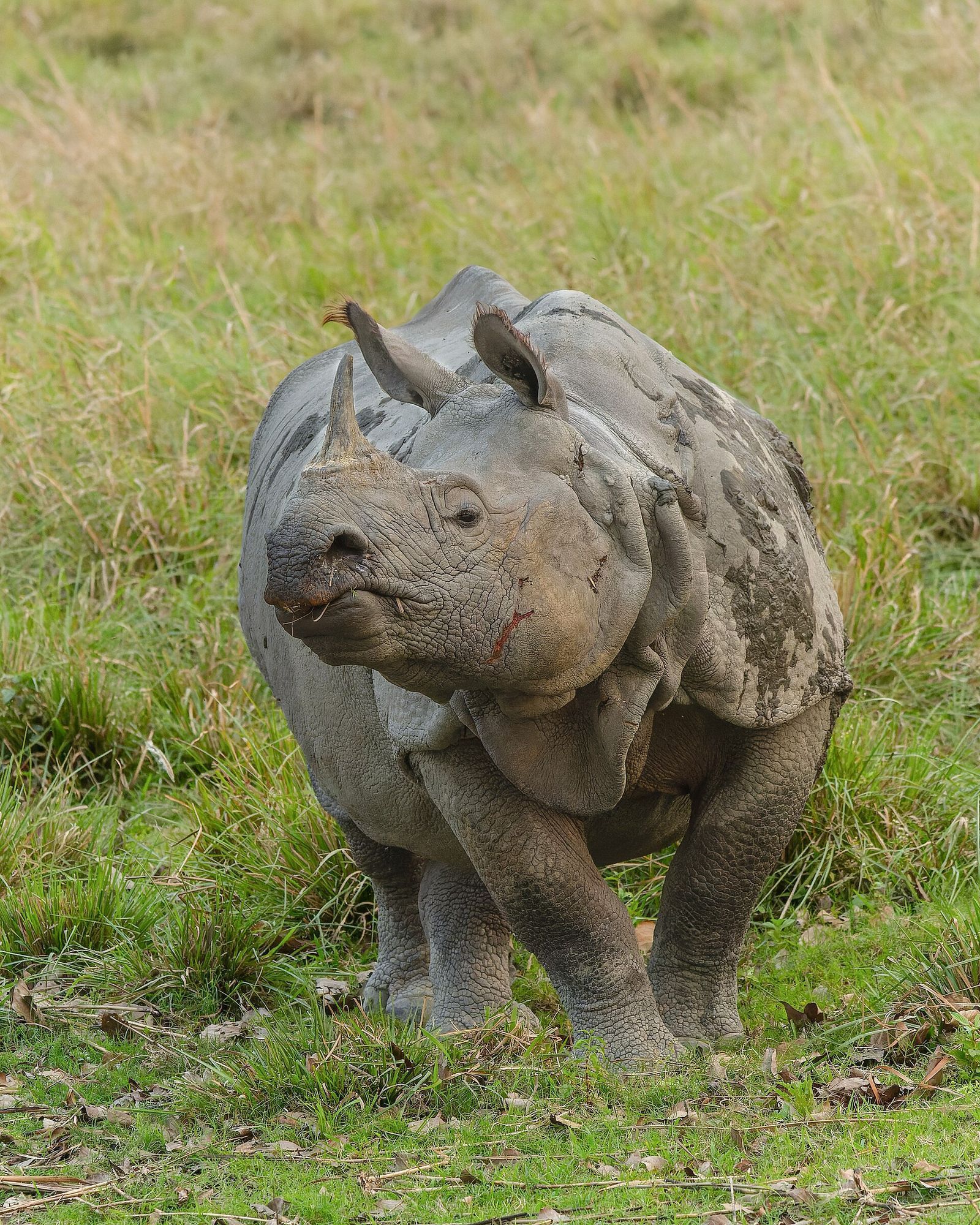 Kaziranga National Park