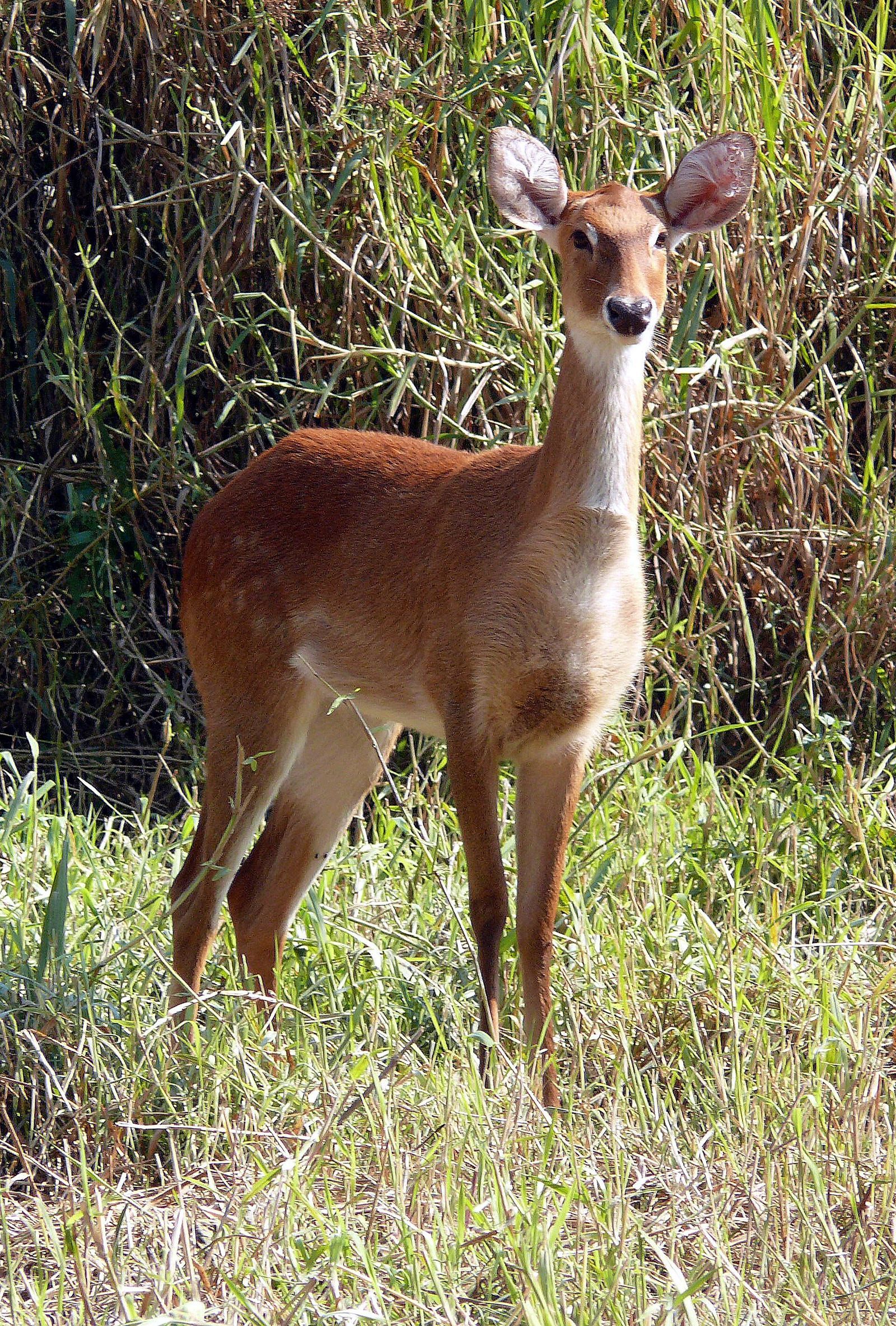 Keibul Lamjao National Park